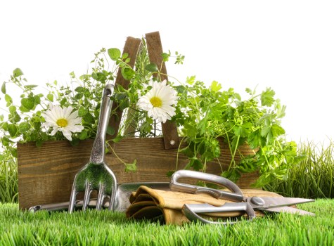 Eco-friendly hedge trimming practices in a Forest Gate garden